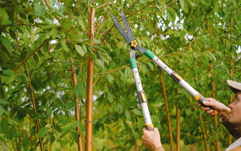 Tree trimming in Cornucopia, WI