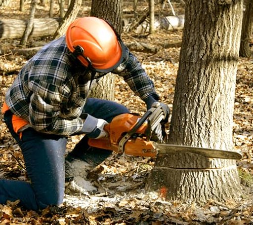 Tree Removal in Cornucopia, WI
